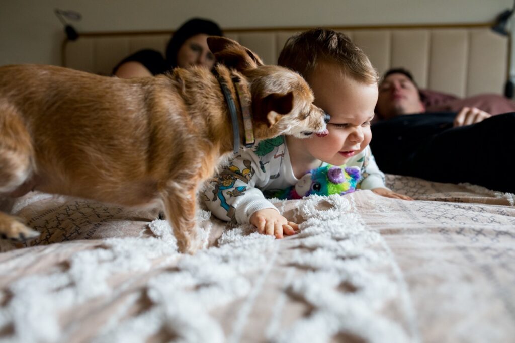 A toddler boy makes a face while lying on his parents bed as his small brown dog licks his cheek and his parents look on in the background.