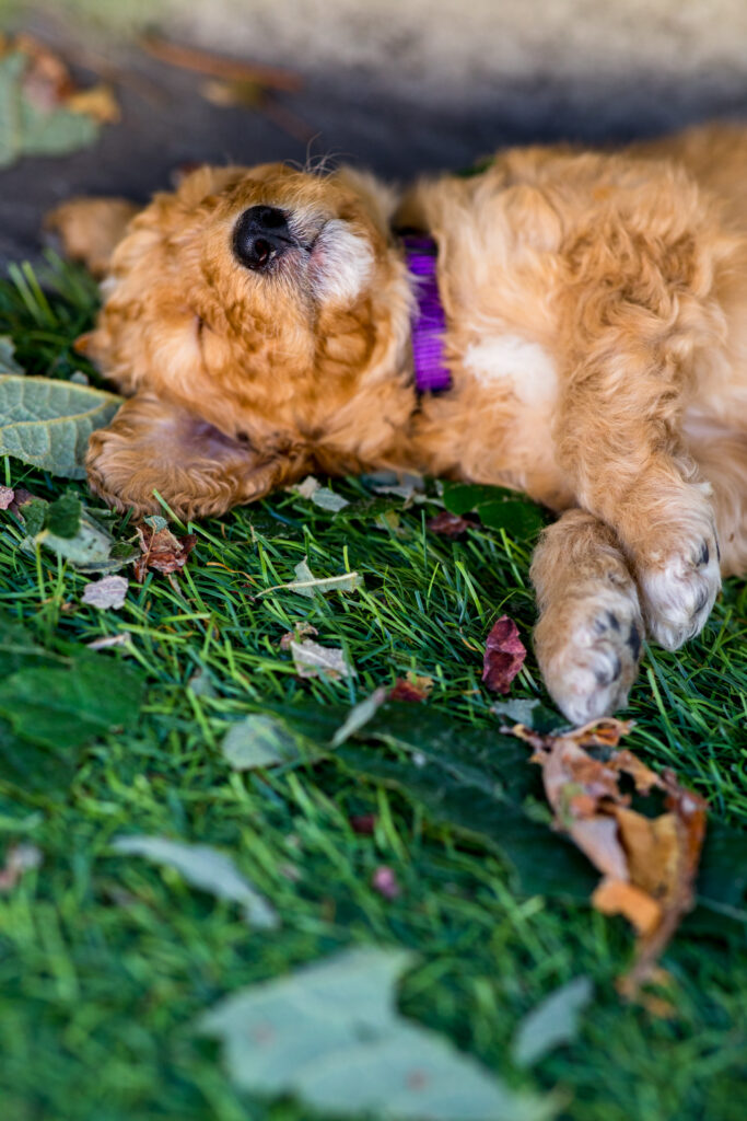 Close up shot of sleeping puppy wearing a purple collar. 